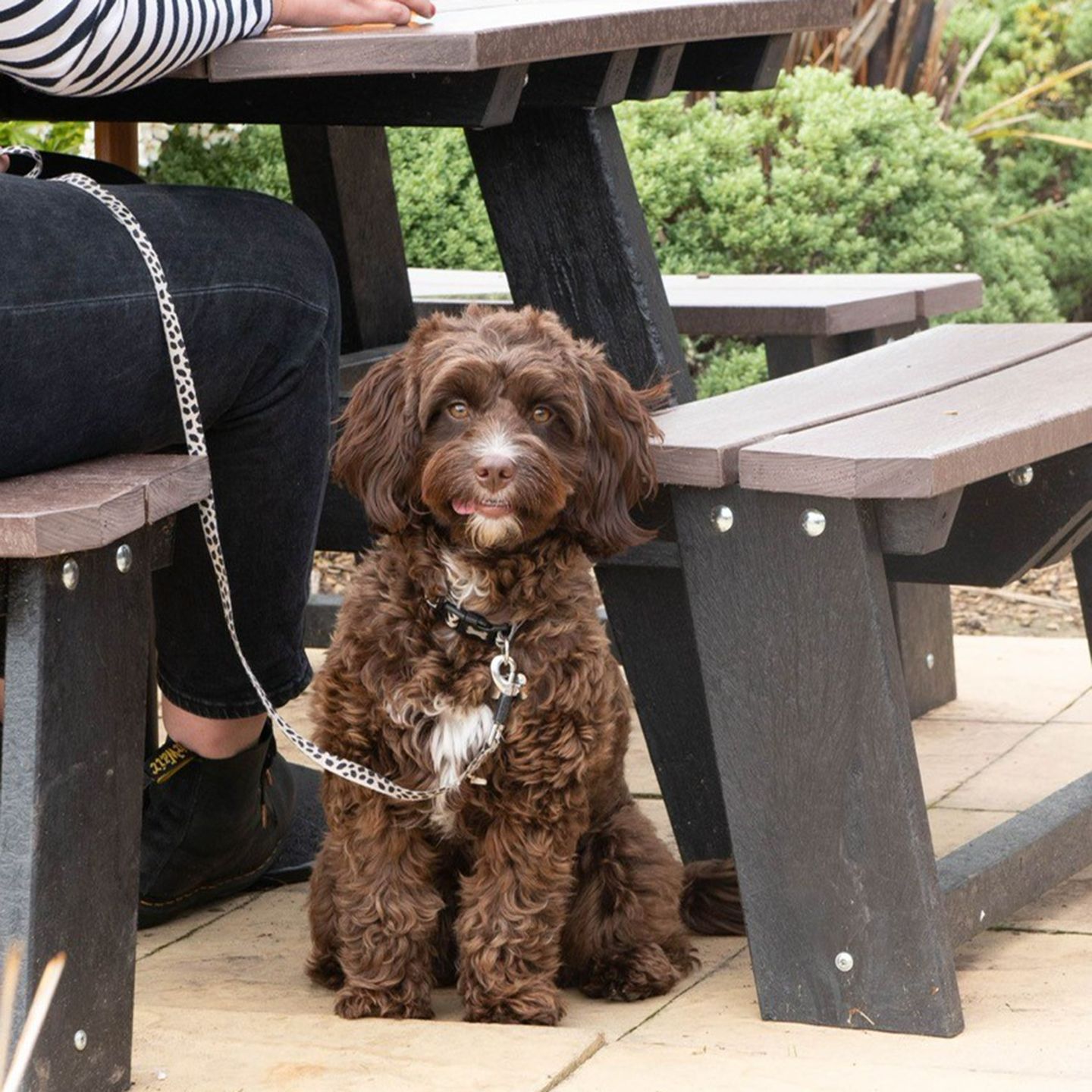 Your local dog friendly pub in Chester